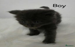Maine Coon cats for sale: 3 Maine coon kittens. - Image 5