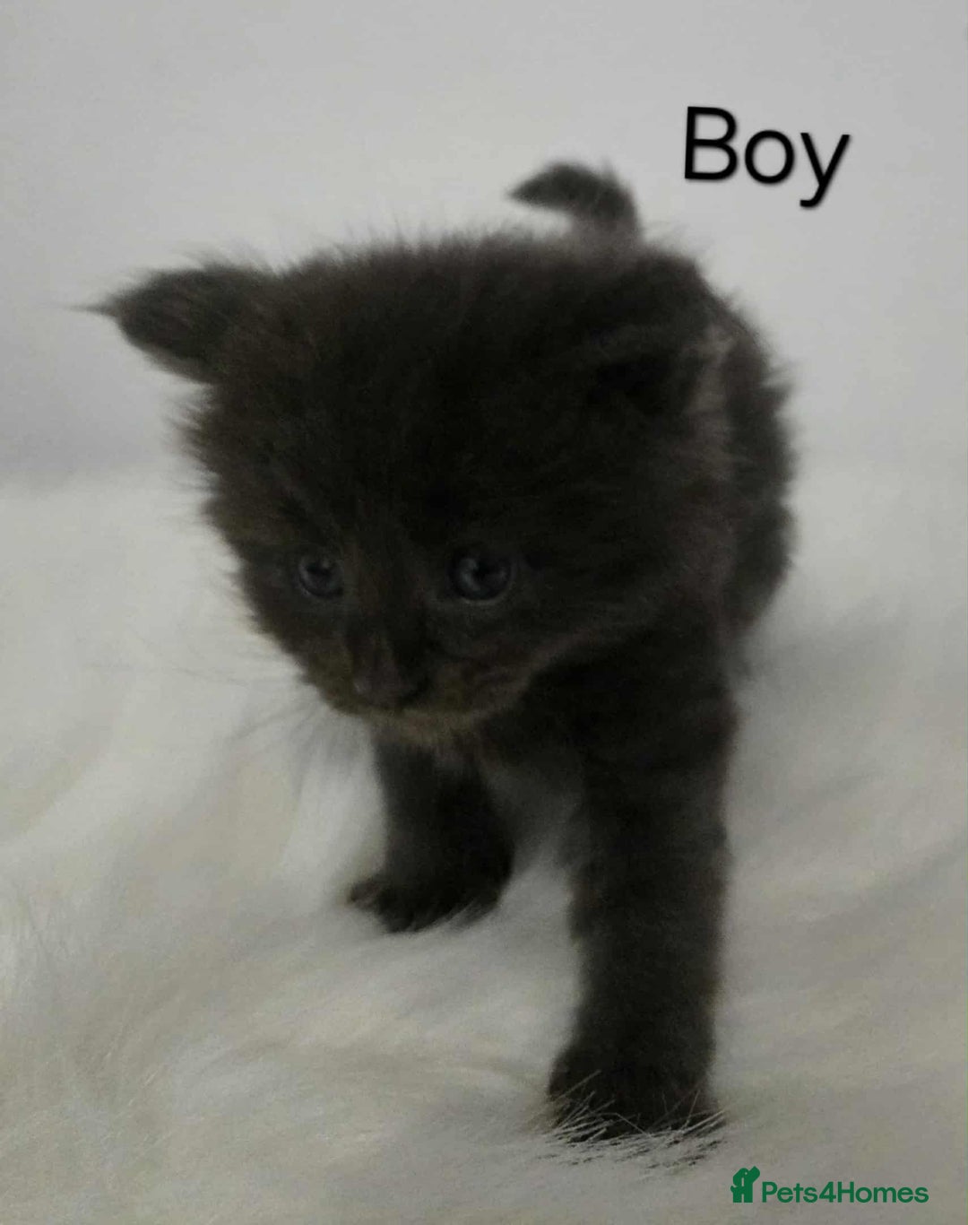 Maine Coon cats for sale: 3 Maine coon kittens. - Image 5