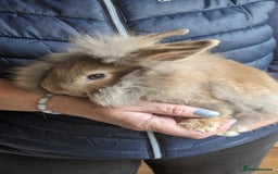 Lionhead rabbits for sale: Very Tame Lionheads - Advert 2