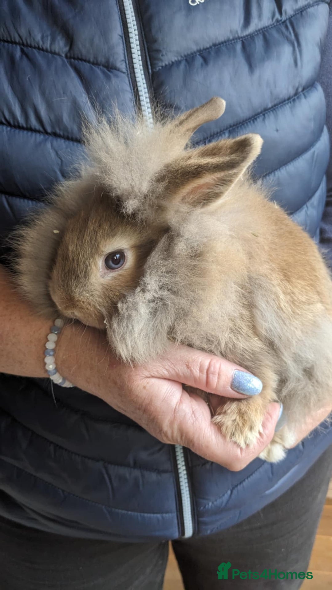 Lionhead rabbits for sale: Very Tame Lionheads - Advert 2