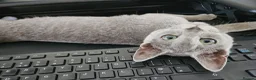 Russian Blue cats for sale: TICA registered Kitten looking for a special home in Sleaford - Advert 5