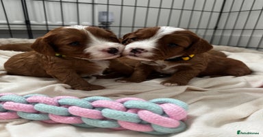 Cavapoo dogs - Advert 6