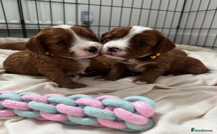 Cavapoo dogs - Advert 5