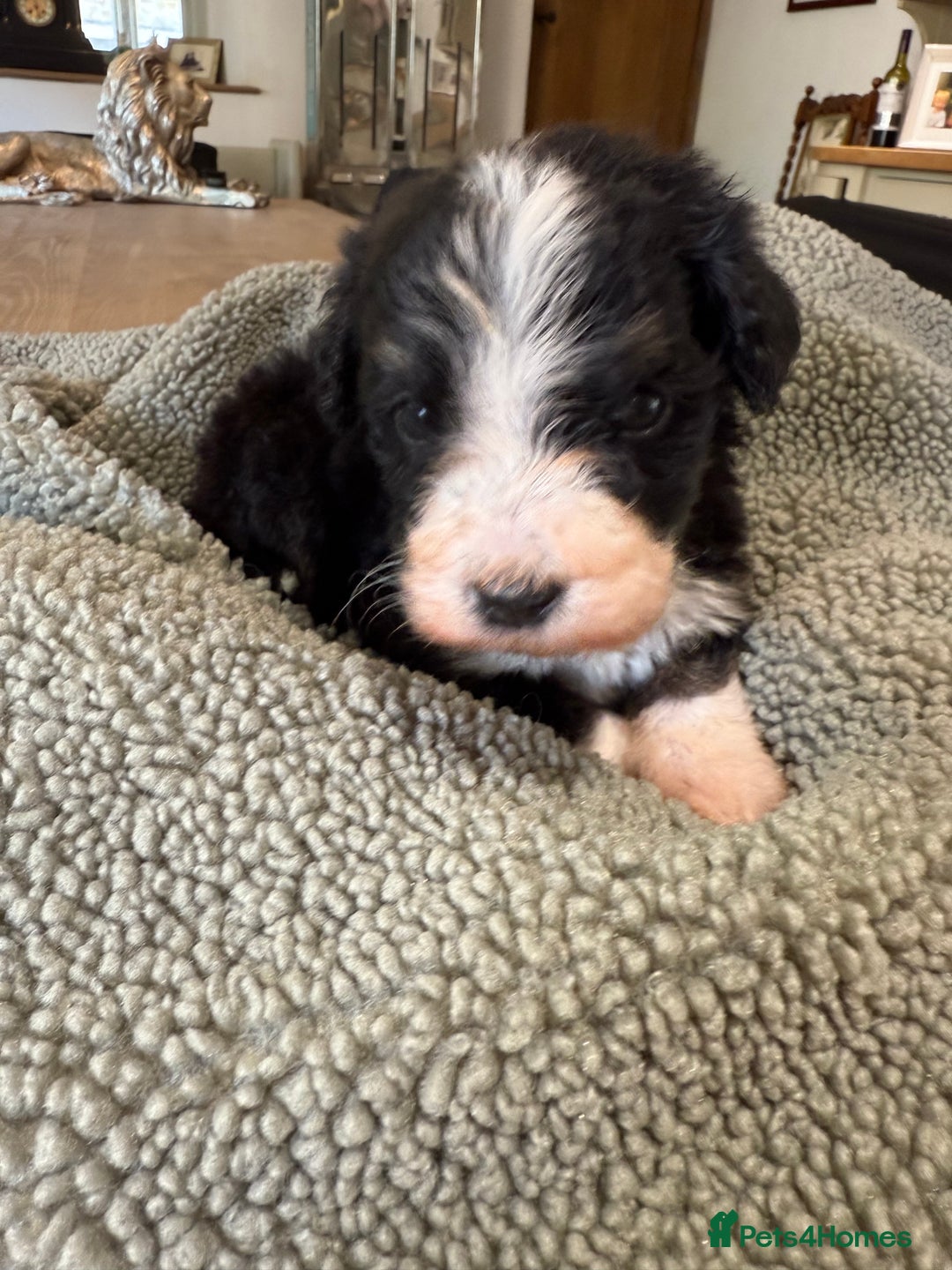 Bernedoodle dogs for sale: Bernadoodle home bred puppies boys and girls  - Image 11