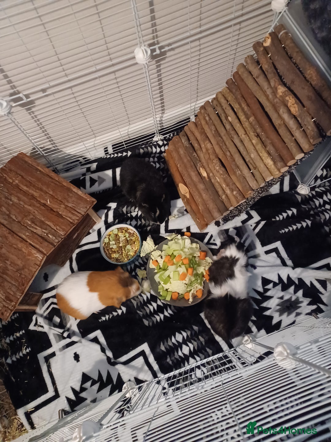 Guinea Pig rodents for sale: For sale is 3 male guinea pigs and cage  - Image 2