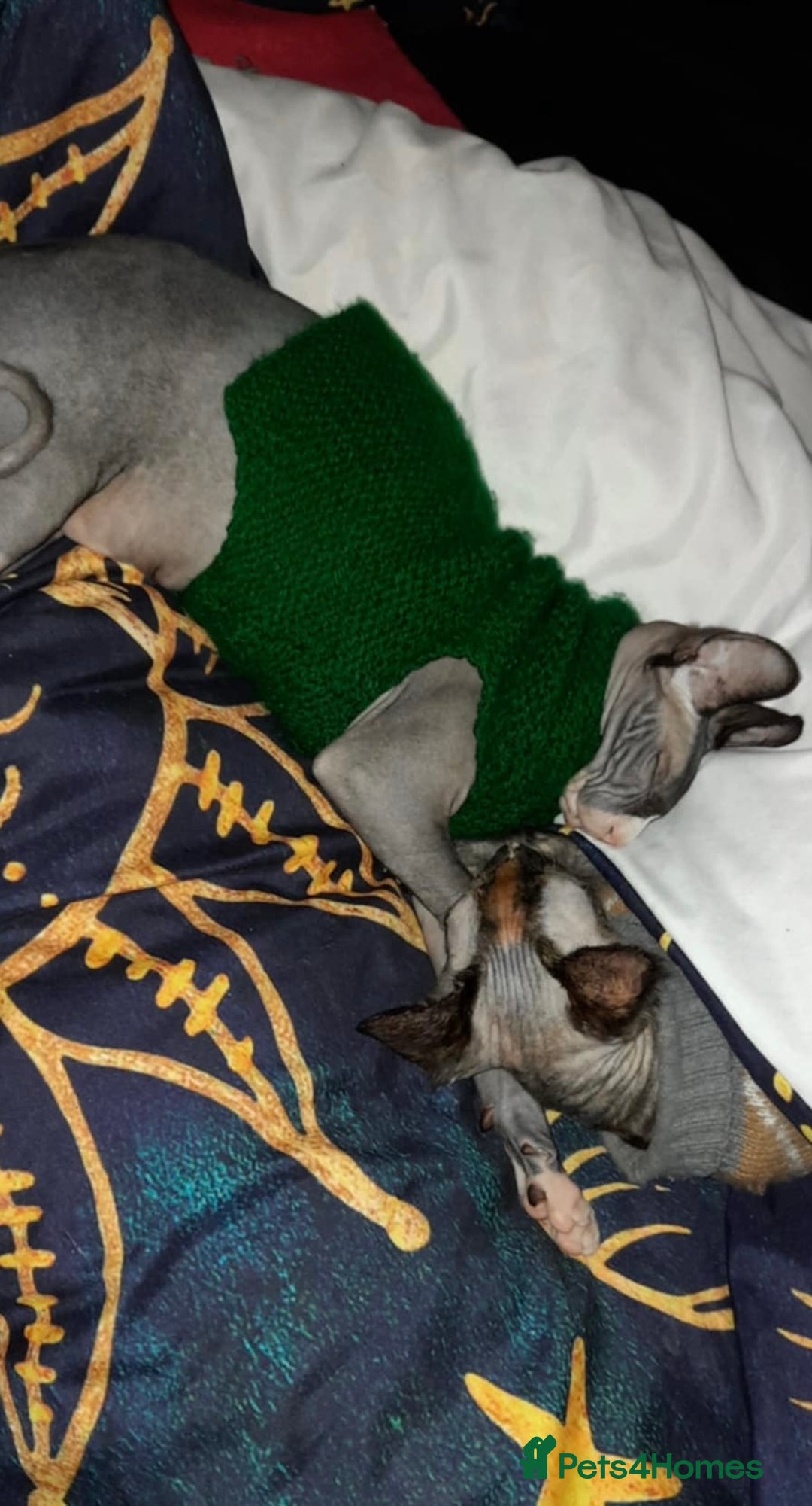 Sphynx cats for sale: Beautiful 2 year old Sphynx  - Image 9
