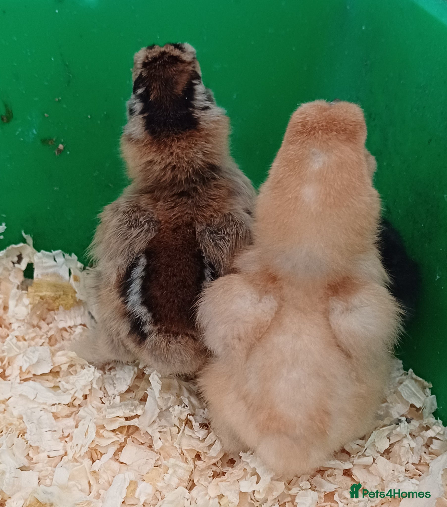Chickens poultry Silkie chicks, hatching eggs & cockerels available - Advert 21