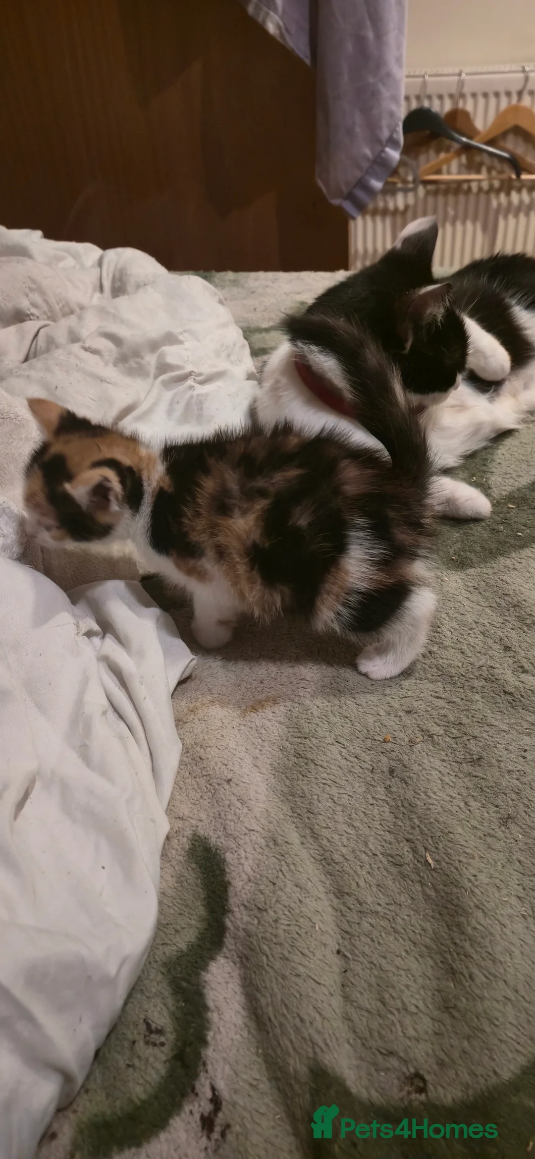 Domestic Shorthair cats for sale: hello 6 beautiful kittens ready for 14th of March. - Advert 2