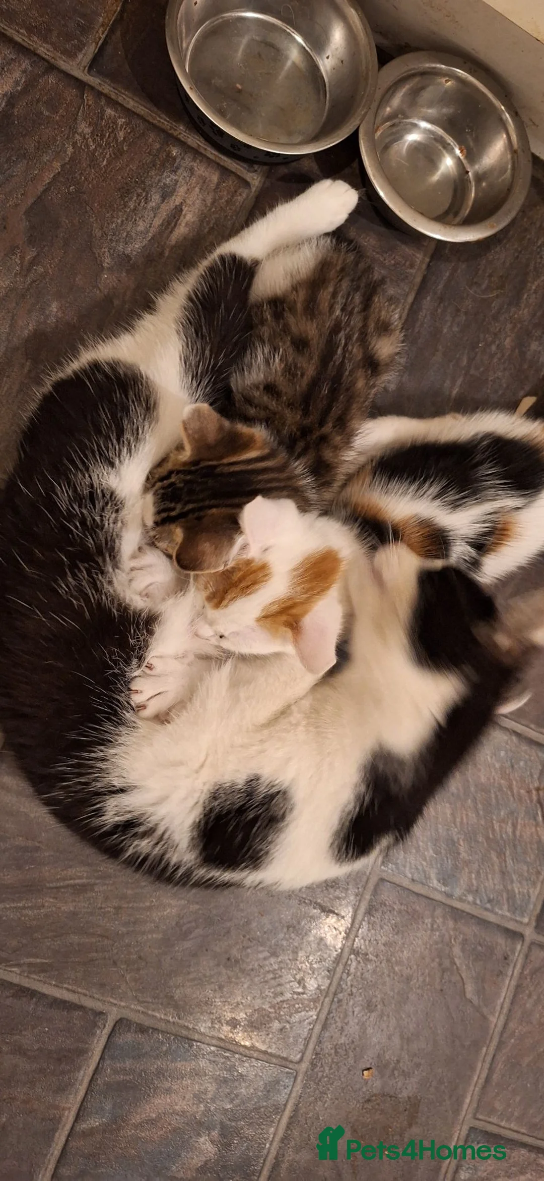 Mixed Breed cats for sale: Beautiful kittens for sale - Advert 1