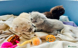 British Shorthair cats for sale: GCCF BSH Beautiful Kittens  - Image 2