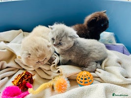 British Shorthair cats - Advert 4