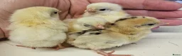 Chickens poultry for sale: 6 serama hatching eggs tiny chickens 🐔  - Advert 2