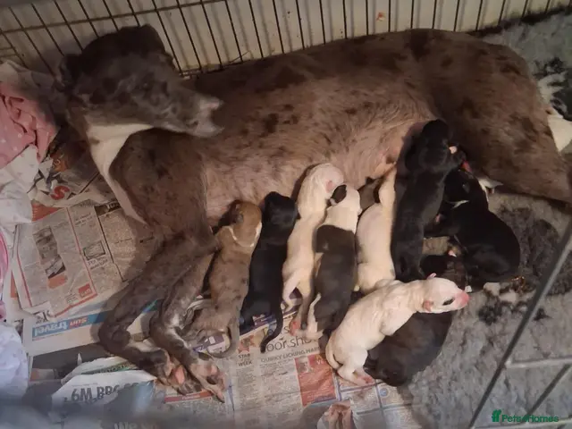 Lurcher dogs for sale: Beautiful well bred lurcher puppies - Advert 2