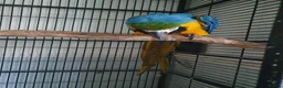 Parakeets birds for sale: Blue and gold macaw in Morecambe - Advert 1