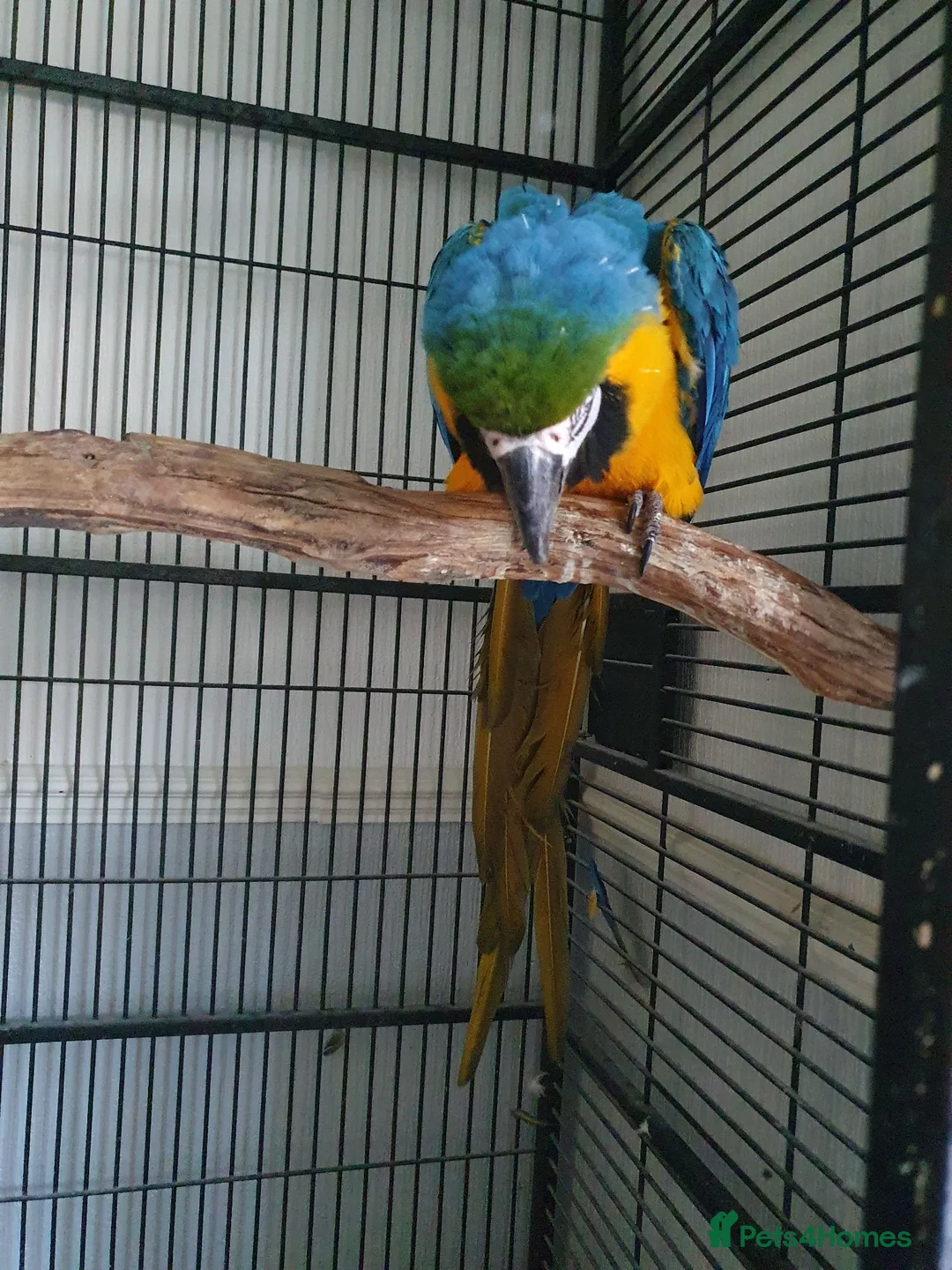 Parakeets birds for sale: Blue and gold macaw in Morecambe - Advert 1