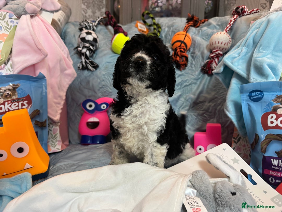 Cockapoo dogs for sale: Cockapoo puppies  - Advert 6