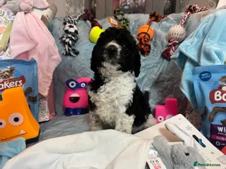 Cockapoo dogs Cockapoo puppies last 2 boys left - Advert 9