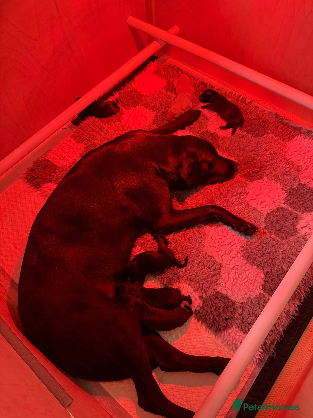Labrador Retriever dogs for sale: Working Labrador pups for sale  - Image 5