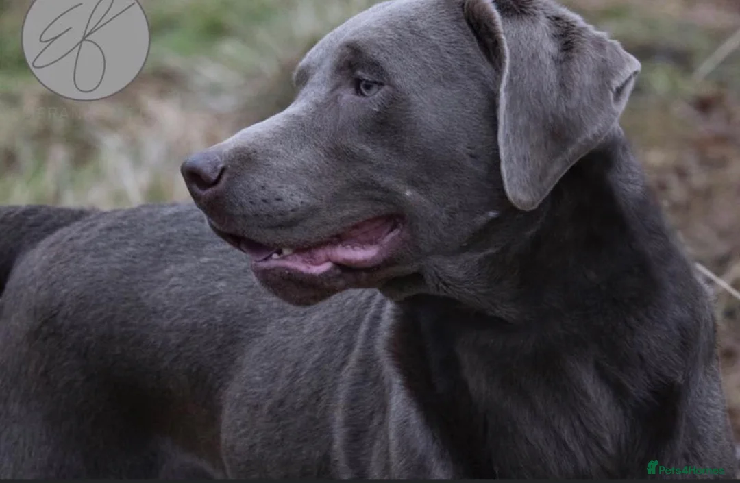 Labrador Retriever dogs for stud: Mac - UK’s Most prolific Silver Labrador Stud - Advert 8