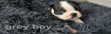 Grey boy