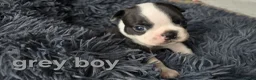 Boston Terrier dogs for sale: ⭐️KC registered beautiful Boston terrier puppies - Advert 27