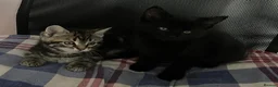Mixed Breed cats for sale: 4 Beautiful Kittens Looking for Loving Homes!  in Dagenham - Advert 6