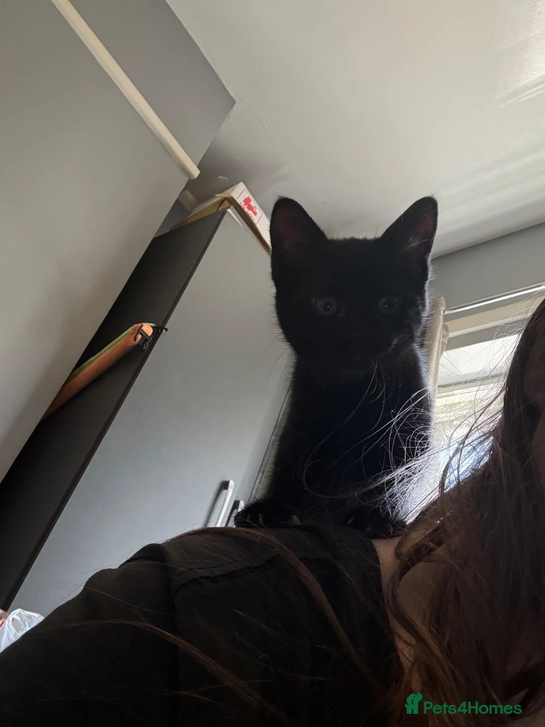 British Shorthair cats for sale: Darling Sush  in Worcester - Advert 5