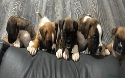 Boxer dogs for sale: 6 boxer pups available in three weeks time 🐾 - Image 3