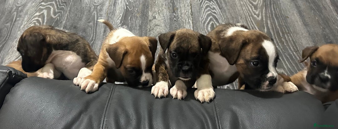 Boxer dogs for sale: 6 boxer pups available in three weeks time 🐾 - Image 3