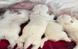 West Highland Terrier dogs for sale: Traditional Pedigree West Highland Terrier Pups  - Image 6