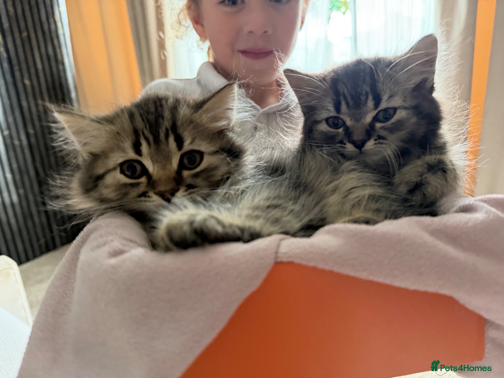 Persian cats READY TO LEAVE- 2 LEFT Persian Kittens - Advert 6