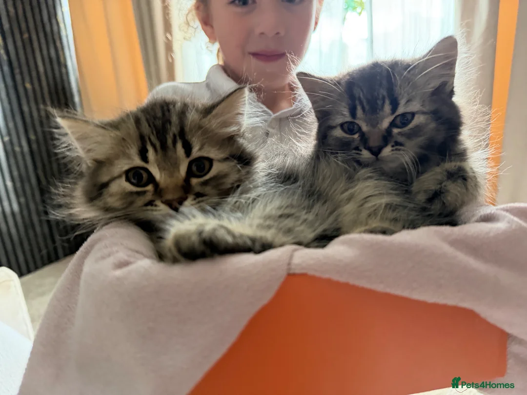 Persian cats for sale: READY TO LEAVE- 2 LEFT Persian Kittens - Advert 1