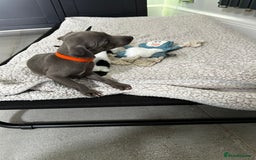 Italian Greyhound dogs for sale: Gorgeous iggy pups - Image 8
