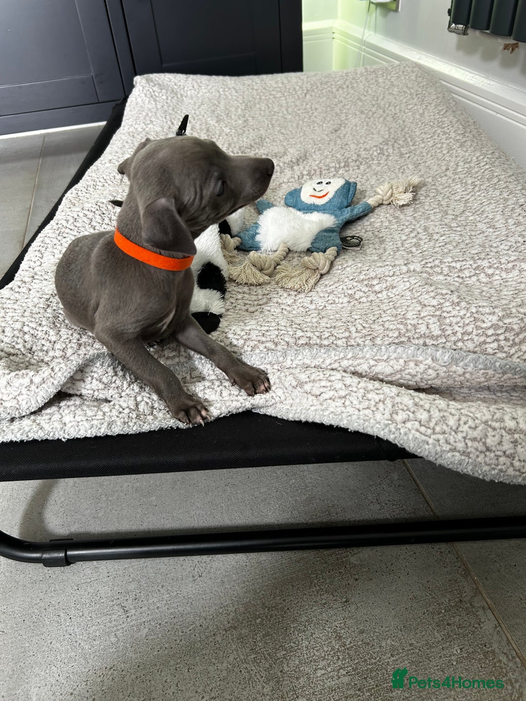 Italian Greyhound dogs for sale: Gorgeous iggy pups - Image 8