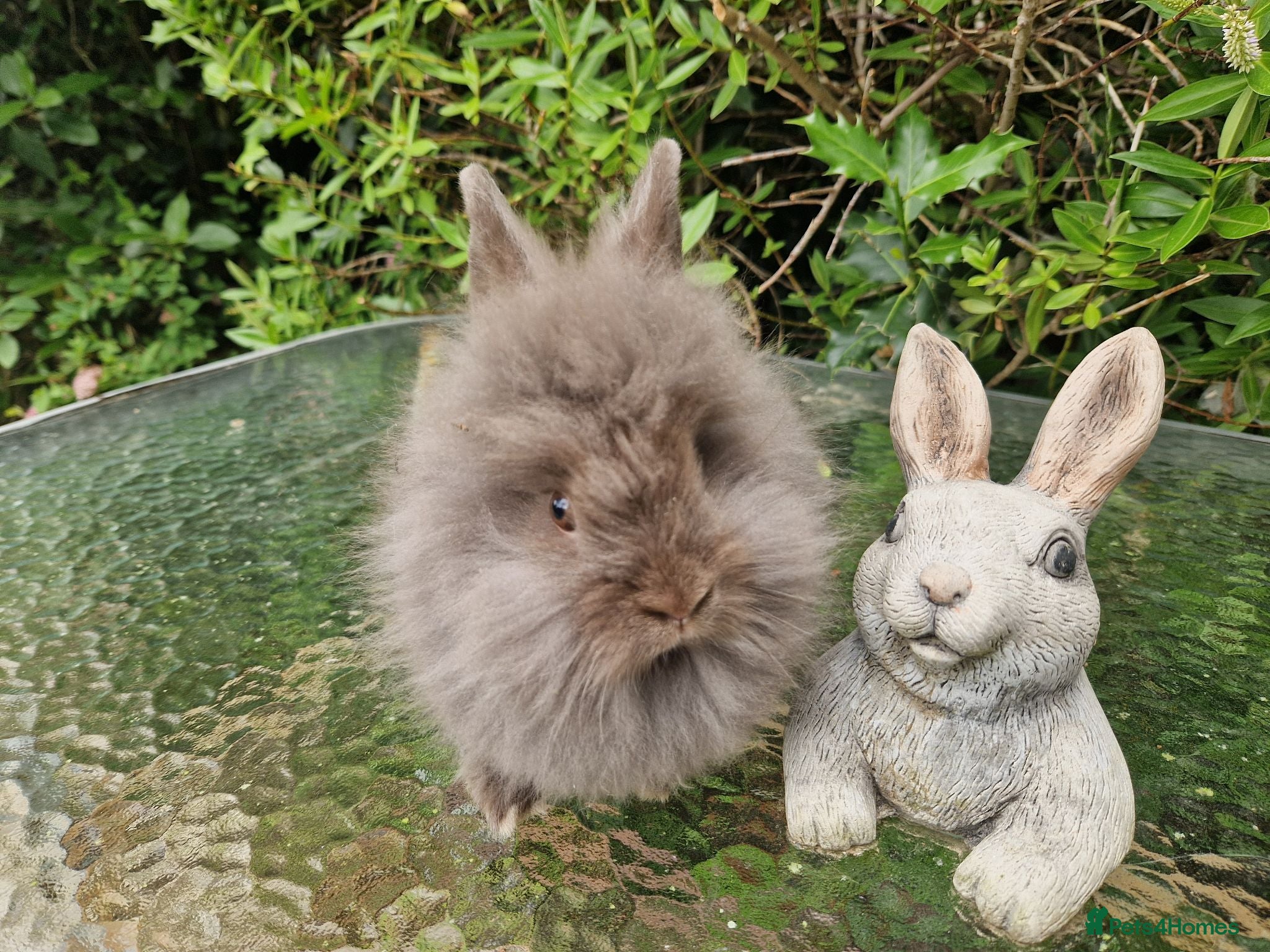 Lionhead rabbits Purebred Lionhead Baby Rabbits - Advert 1