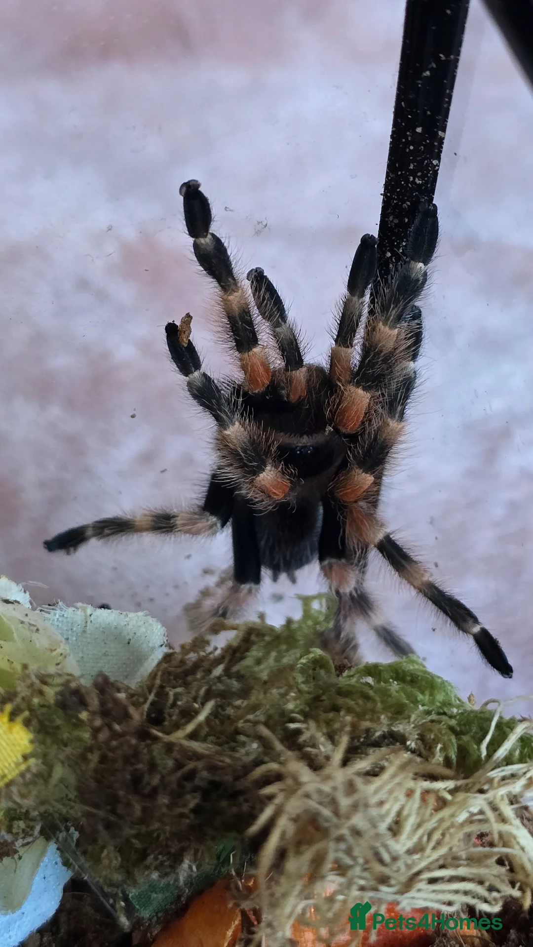 Tarantulas invertebrates for sale: Tarantulas  - Advert 1