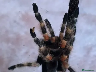Tarantulas invertebrates Tarantulas - Advert 1