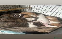 English Bull Terrier dogs for sale: English Bull Terrier - Image 5