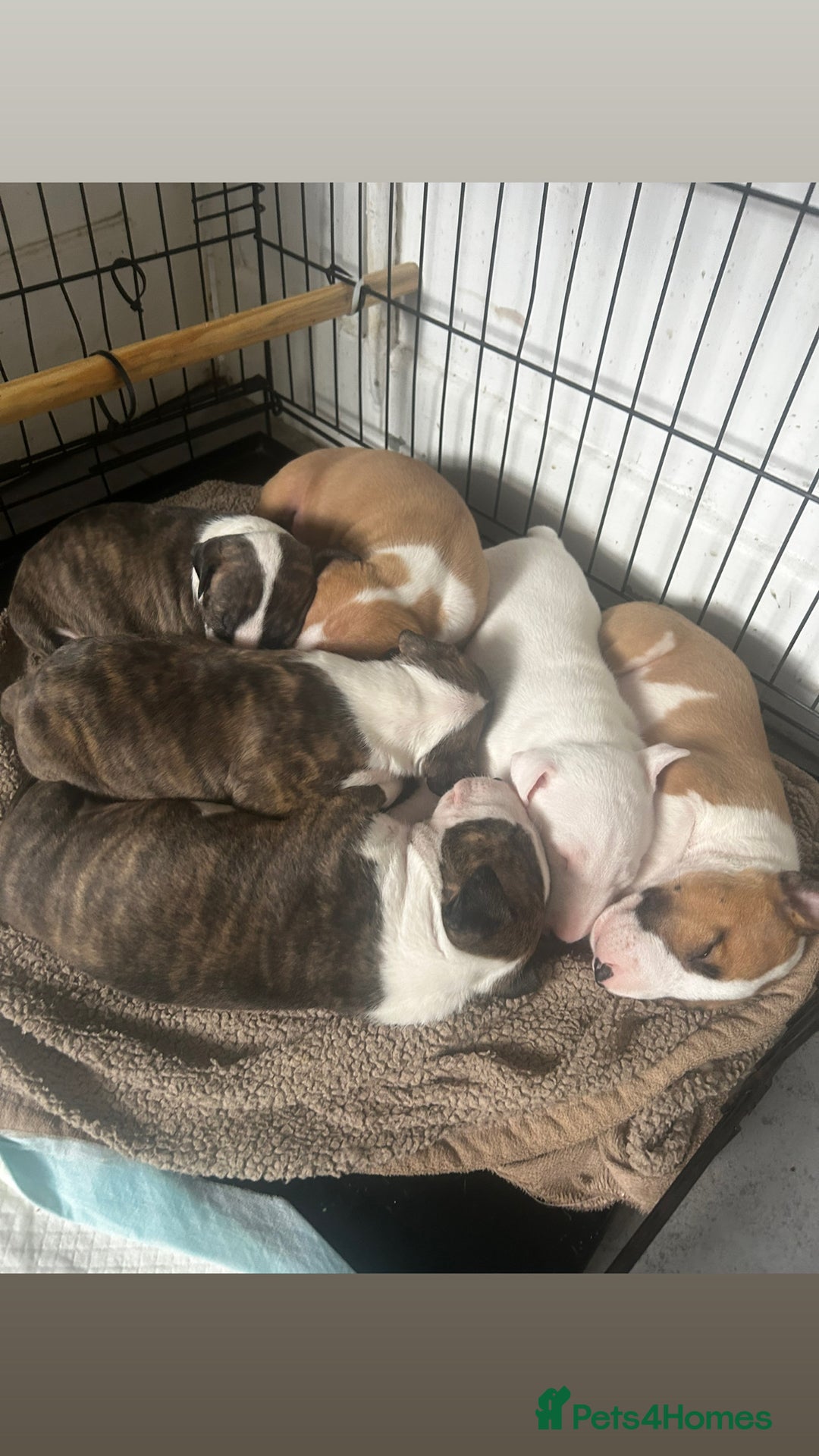 English Bull Terrier dogs for sale: English Bull Terrier - Image 5