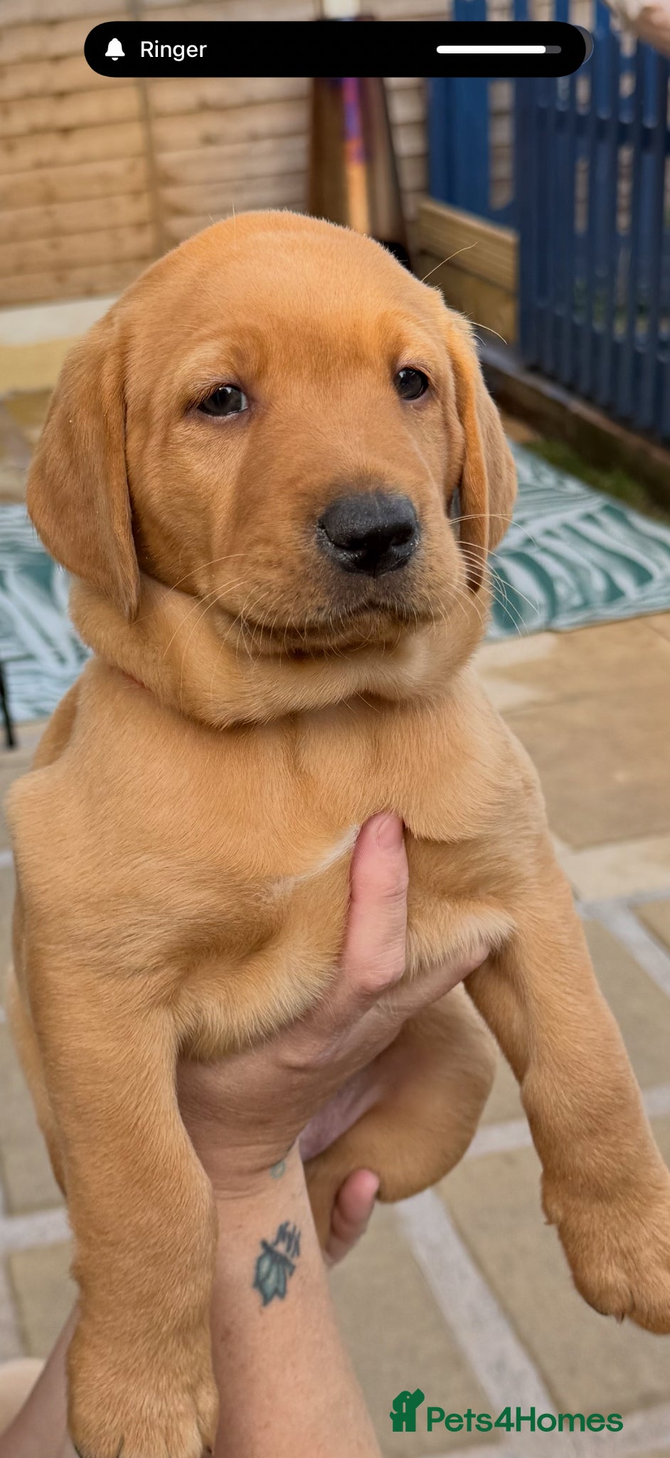 Labrador Retriever dogs Stunning Labrador Retriever Puppies  - Advert 2