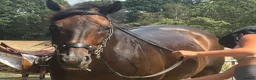 English Thoroughbred horses for sale: Super safe teenagers dream  - Advert 22