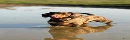 Dachshund dogs for sale: Miniature dachshund puppies in Witney - Advert 4