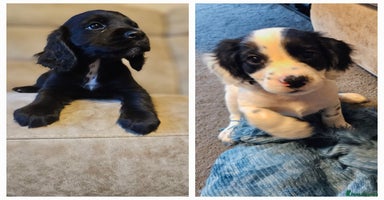 Cocker Spaniel dogs - Advert 3