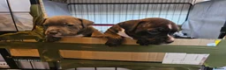 Mixed Breed dogs for sale: Boy and girl, staffy x American bulldog for sale in Huddersfield - Advert 13