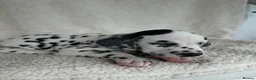 Dalmatian dogs for sale: Dalmatian Puppies  - Advert 11