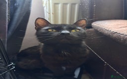 Bengal cats for sale: Bengal mix kittens for sale  - Image 9