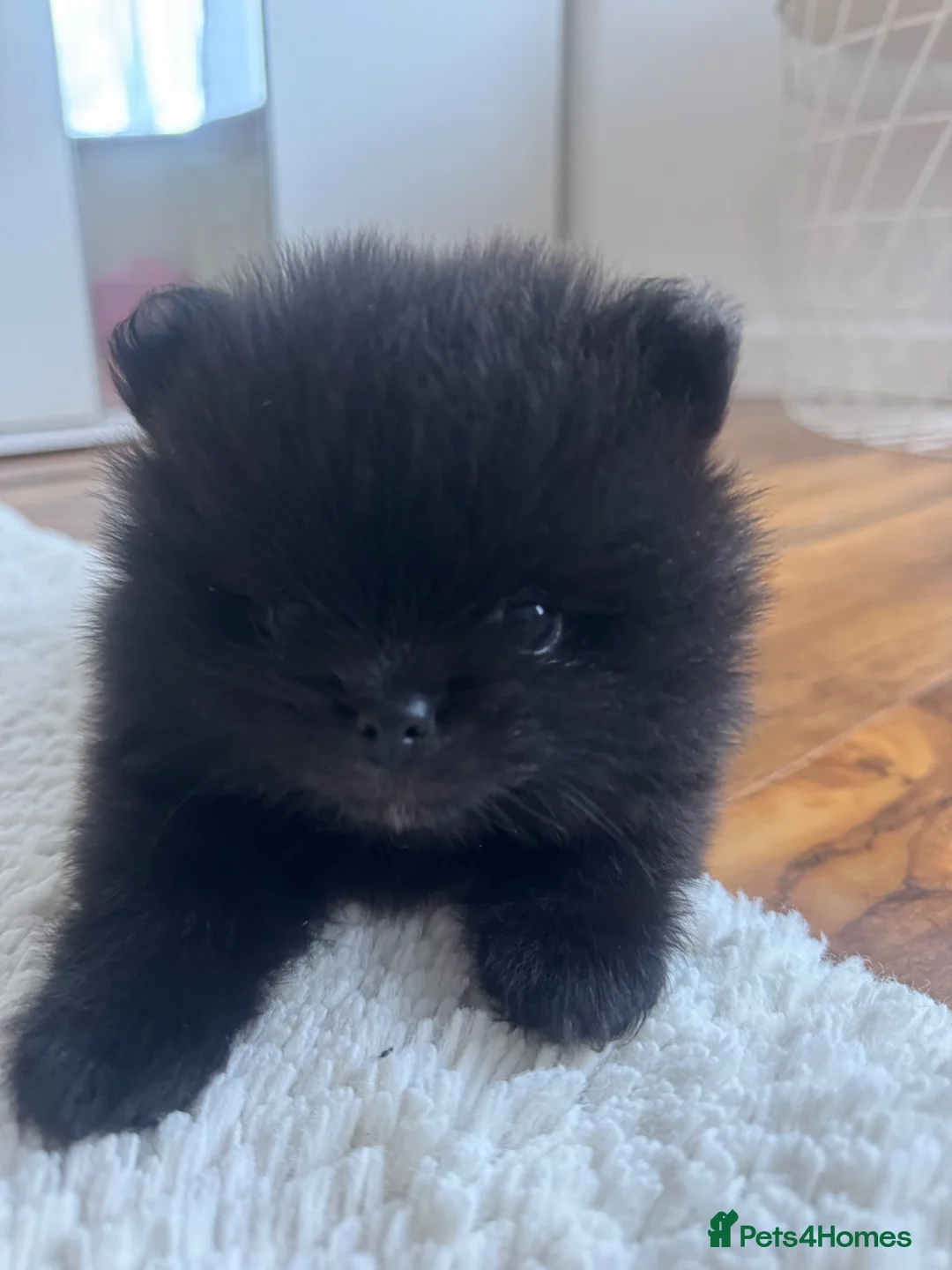 Pomeranian dogs for sale: 🧸🧸🧸 Three Little Teddy Bears 🧸🐼🐻🐻‍❄️ - Advert 18