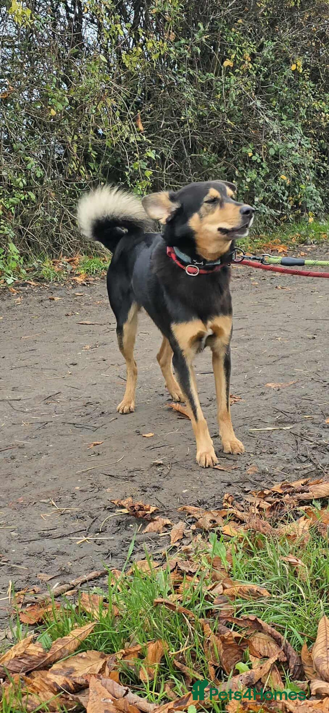 Mixed Breed dogs for adoption: BRILLIANT BERTIE - Image 10