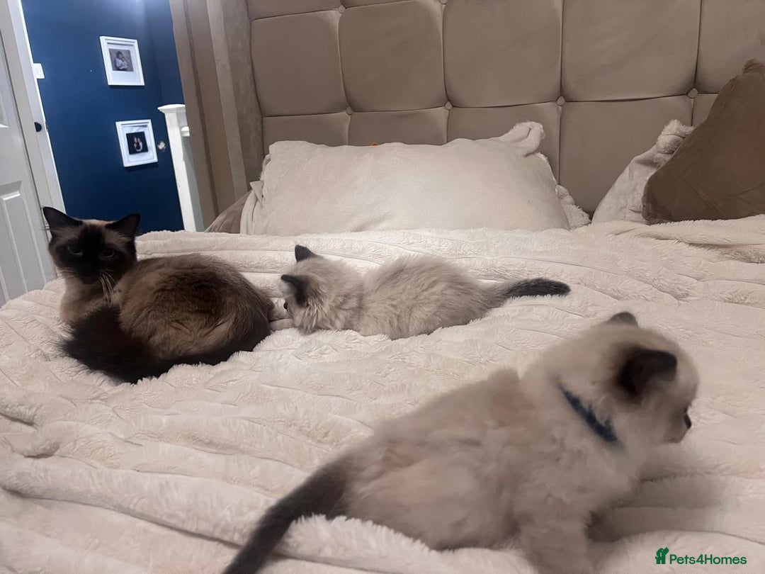 Ragdoll cats for sale: 4 gorgeous Ragdoll kittens for sale - Advert 5