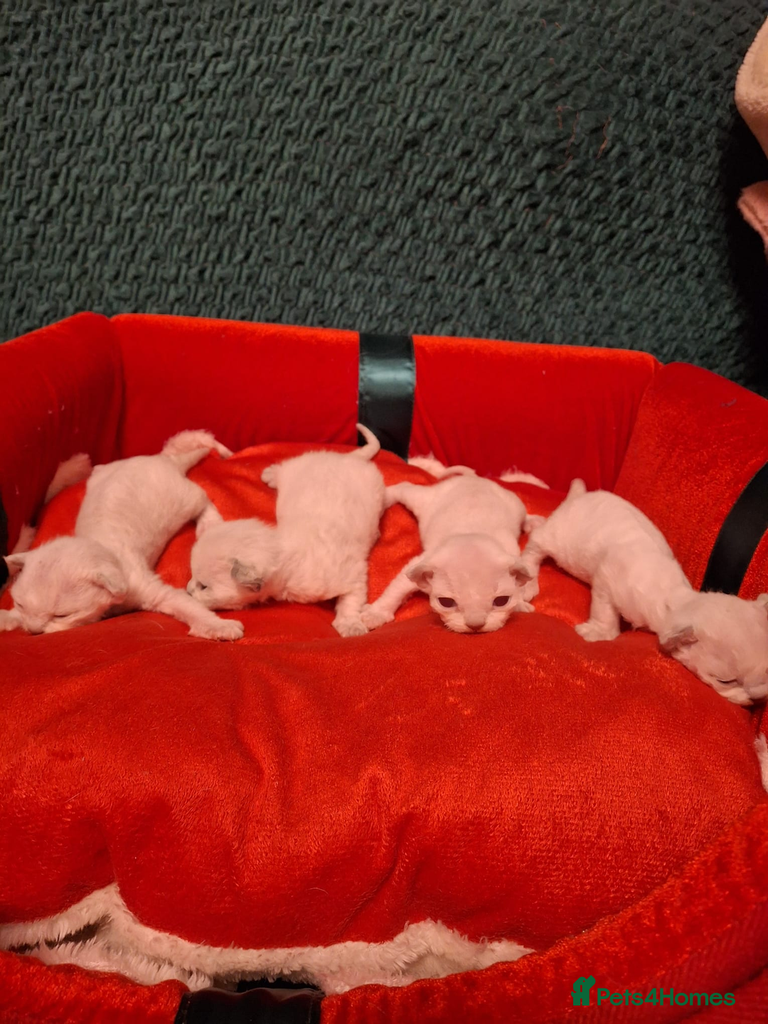 Devon Rex cats for sale: 🌸 Wonderful Devon Rex Kittens  🌸 - Advert 11